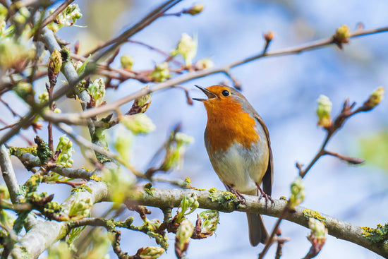 Look Up! Why Birding May Be Good for Your Brain